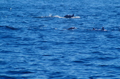Delphinus delphis
