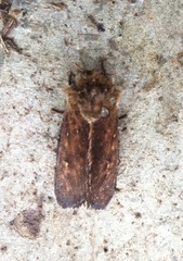 Oncopera rufobrunnea