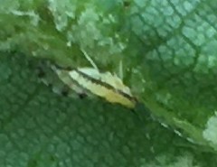 Eucallipterus tiliae