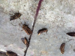 Oncopera rufobrunnea