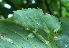 Eucallipterus tiliae