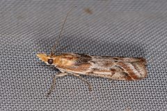 Ancylosis cinnamomella