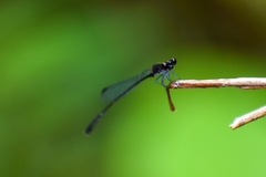 Prodasineura autumnalis