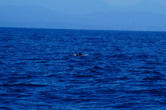 Delphinus delphis