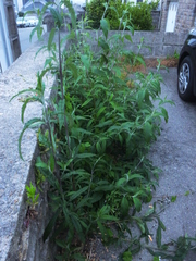 Buddleja davidii