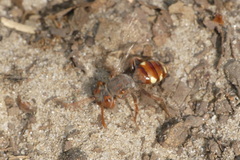 Nomada striata