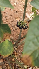 Solanum nigrum