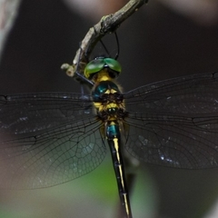 Macromidia rapida