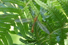 Tipula cava