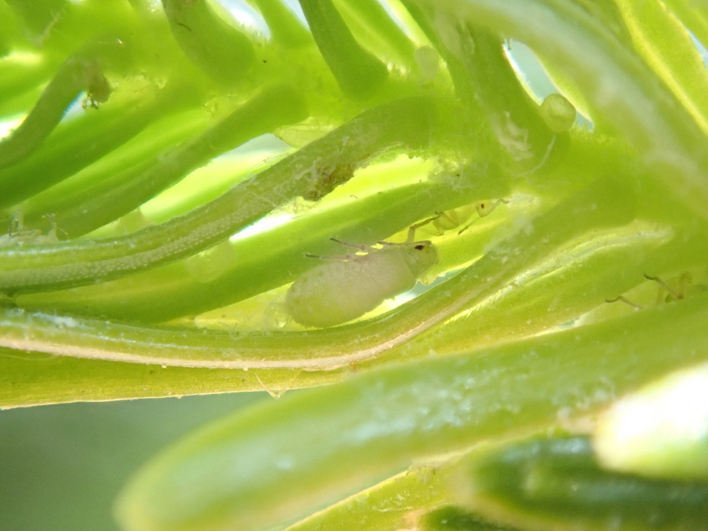 Balsam twig aphid