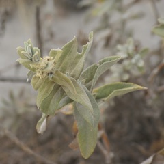 Buddleja perfoliata