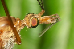 Tipula cava