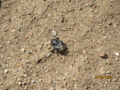 Ochetostethus