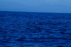 Delphinus delphis