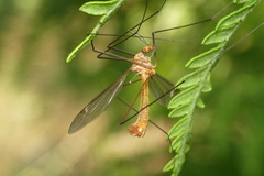Tipula cava