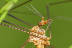 Tipula cava