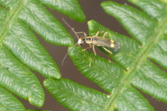 Malthinus seriepunctatus