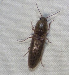 Gambrinus griseus