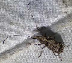 Meconemus infuscatus