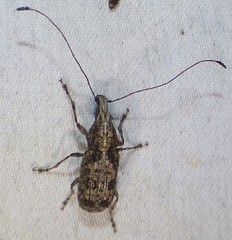Meconemus infuscatus