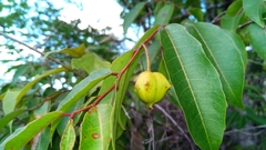 Sclerocroton melanostictus image