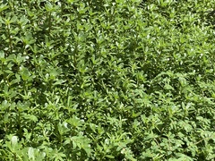 Portulaca oleracea