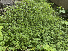Portulaca oleracea