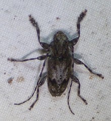 Aegomorphus modestus