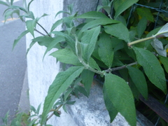 Buddleja davidii