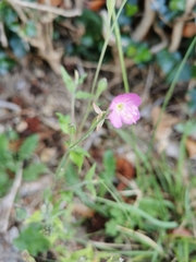Oenothera rosea