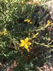 Hypericum triquetrifolium
