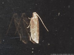 Limnaecia phragmitella