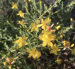 Hypericum triquetrifolium