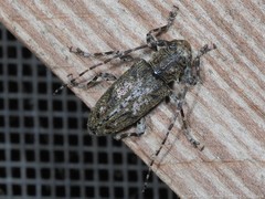 Aegomorphus modestus