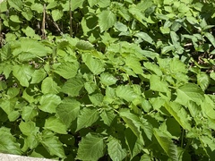 Physalis