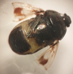 Crocistethus waltlianus