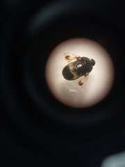 Crocistethus waltlianus