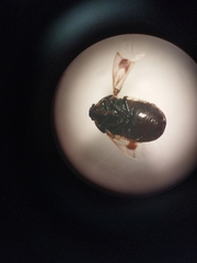 Crocistethus waltlianus