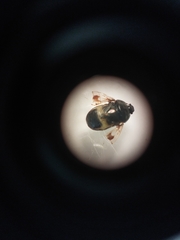 Crocistethus waltlianus