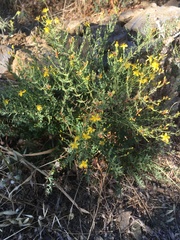 Hypericum triquetrifolium