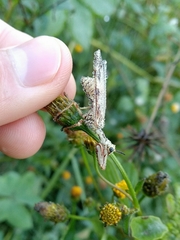 Paramantispa decorata