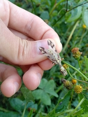 Paramantispa decorata