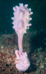 Halisarca australiensis