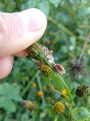 Paramantispa decorata