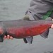 Coho Salmon - Photo (c) Oliver Barker, some rights reserved (CC BY-NC), uploaded by Oliver Barker