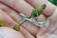 Paramantispa decorata