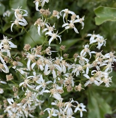 Sericocarpus linifolius