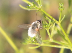 Systoechus candidulus