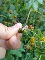 Paramantispa decorata