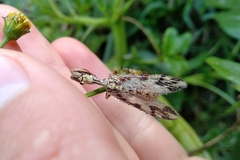 Paramantispa decorata